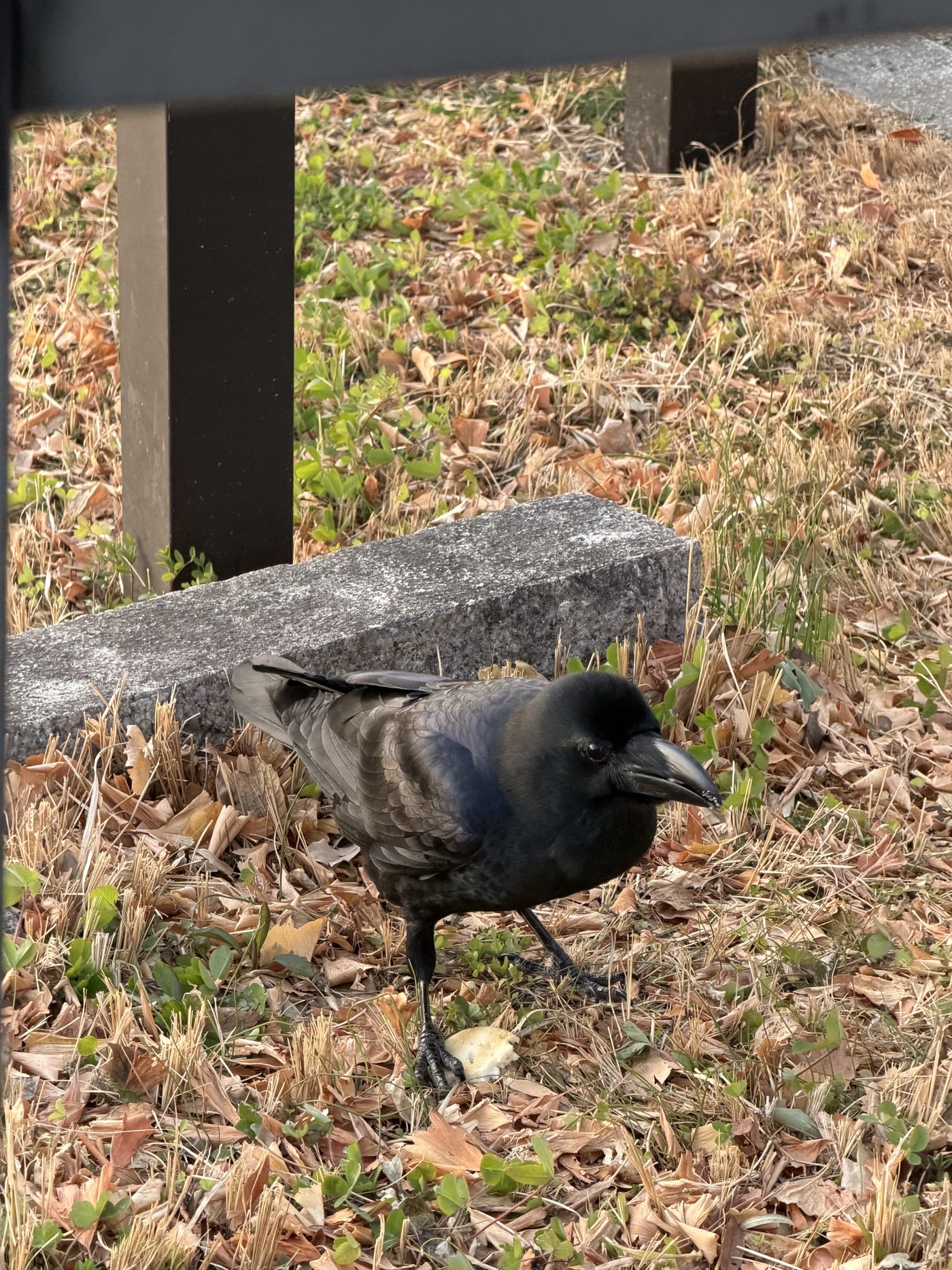 Crow