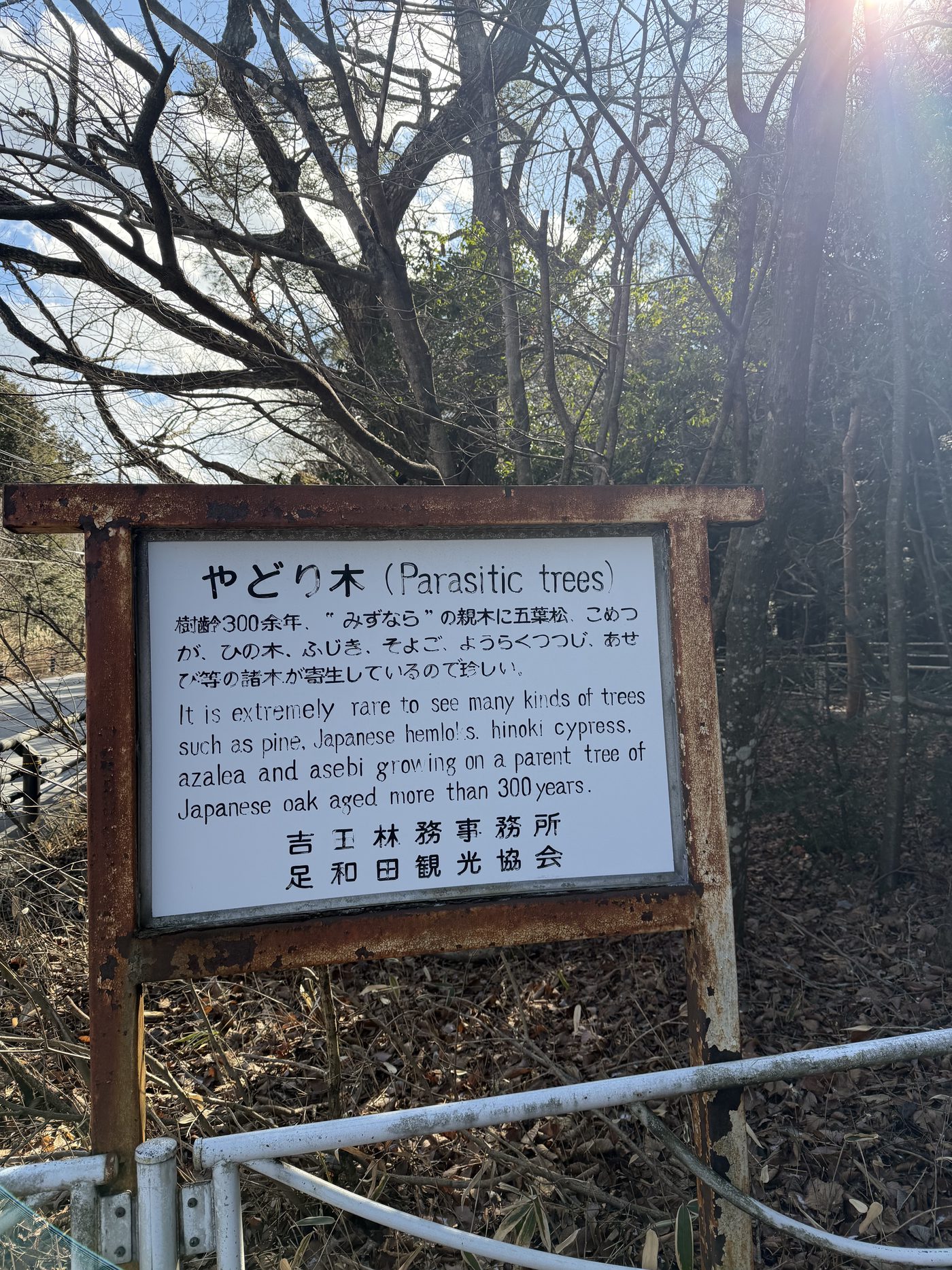 Aokigahara Trail